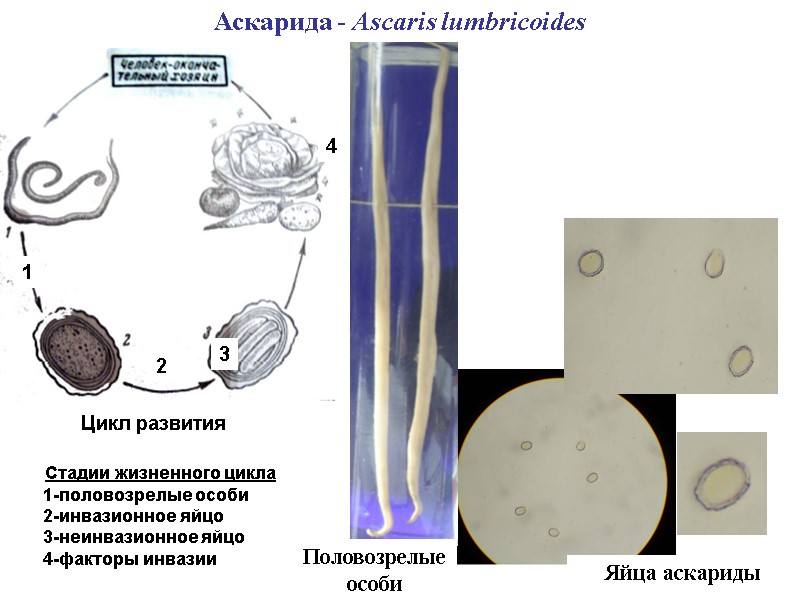 Аскарида - Ascaris lumbricoides Яйца аскариды Цикл развития Стадии жизненного цикла 1-половозрелые особи 2-инвазионное